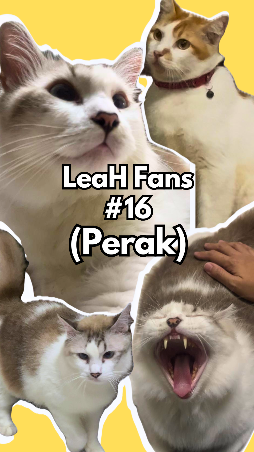 From Picky Eating and Shedding to Better Appetite and Heavier Body After Eating LeaH